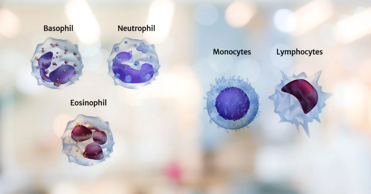 How hypochlorous acid is produced by white blood cells