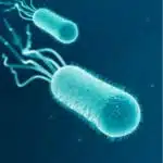 E.Coli