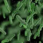 Salmonella