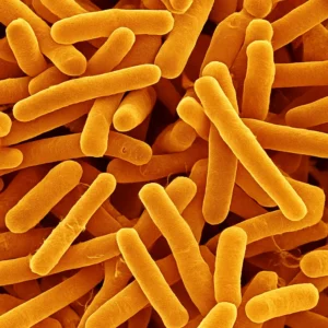 Bacillus atrophaeus