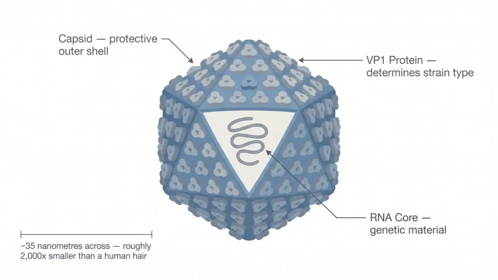 What Is Norovirus, Exactly